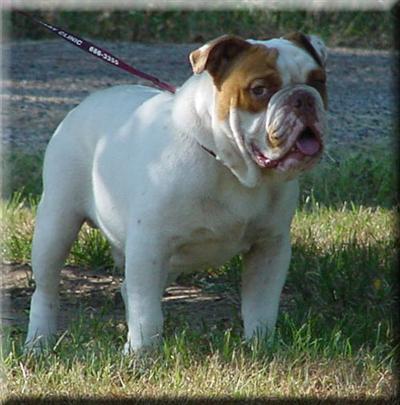 Stud Dogs - Old English Bulldog