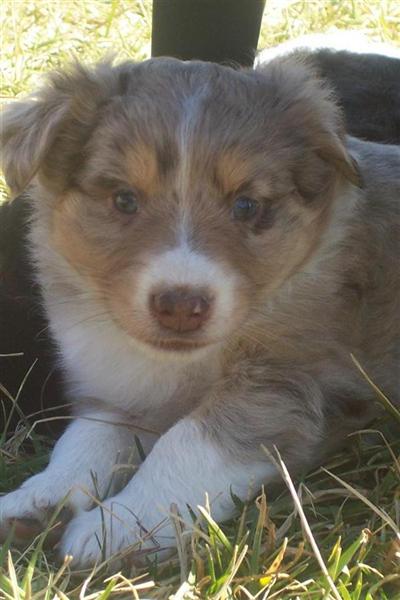 Australian Shepherd Puppies for Sale