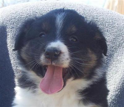 Australian Shepherd Puppies for Sale