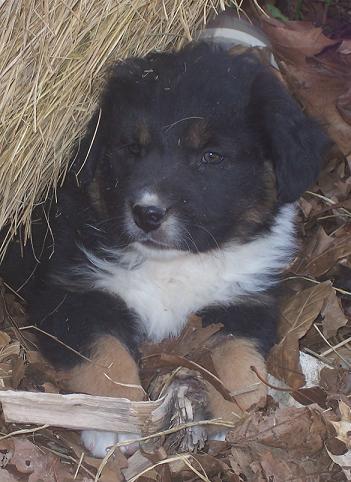 Australian Shepherd Puppies for Sale