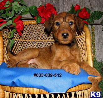 Irish Terrier Puppies for Sale