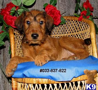 Irish Terrier Puppies for Sale