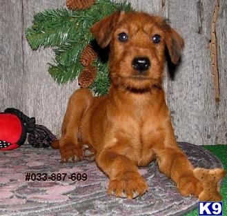 Irish Terrier Puppies for Sale