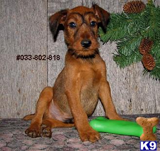 Irish Terrier Puppies for Sale