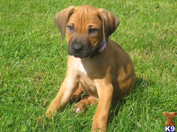 rhodesian ridgeback puppy. Rhodesian Ridgeback Puppies