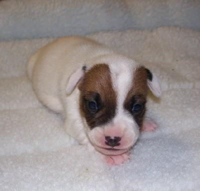 Puppies in Alexander