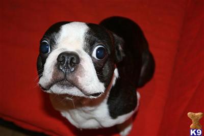 Stud Dogs - Boston Terrier