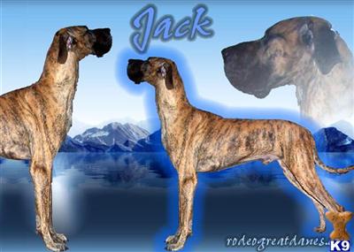 Stud Dogs - Great Dane