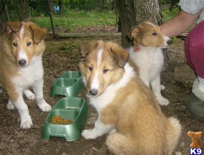 Collie Puppies for Sale