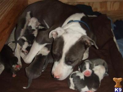 Puppies in FL