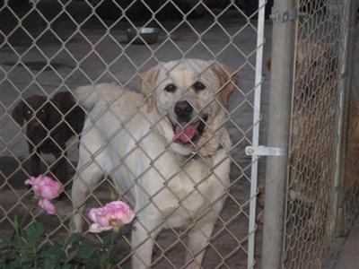 Stud Dogs - Labrador Retriever