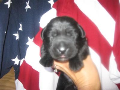 Labrador Retriever Puppies for Sale