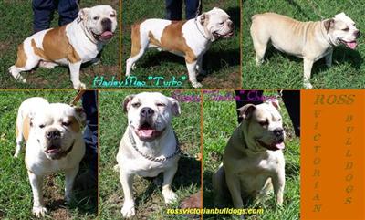 Dogs - Bulldog
