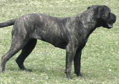 Dogs for Sale in WI