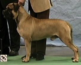 Stud Dogs in WI