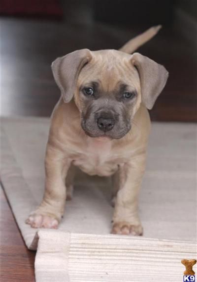 Puppies in Arroyo grande