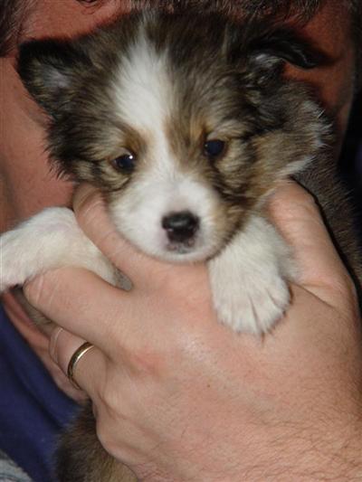Puppies in LA