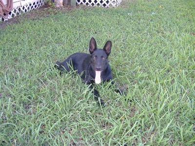 Puppies in LA
