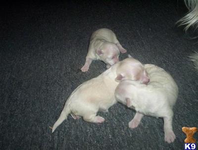 Puppies for Sale