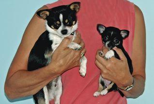 Stud Dogs - Chihuahua