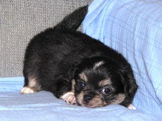 Puppies in ME