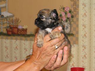Puppies in ME