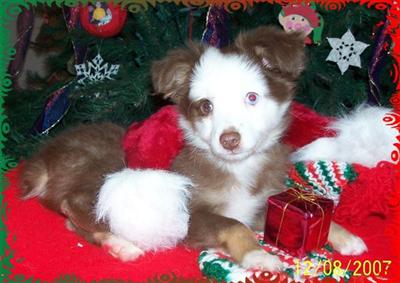 Miniature Australian Shepherd Puppies for Sale