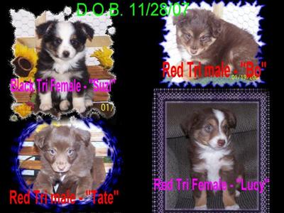 Miniature Australian Shepherd Puppies for Sale