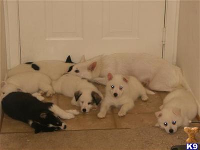 Siberian Husky Puppies for Sale