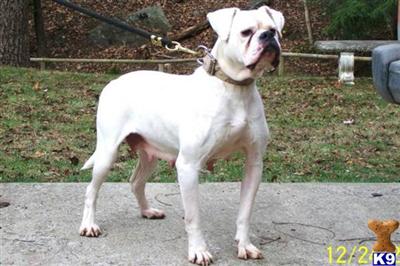 Dogs - American Bulldog