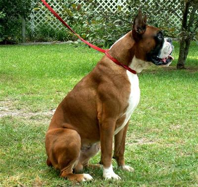 Stud Dogs - Boxer
