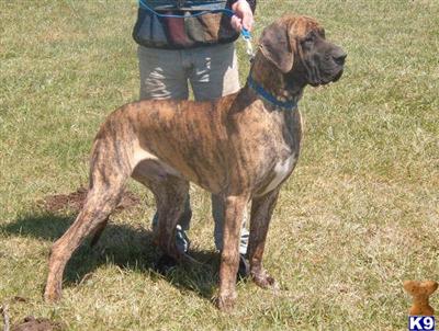 Stud Dogs in IN