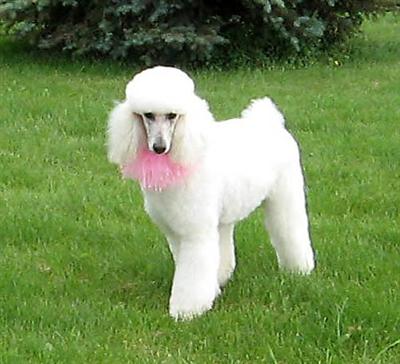 Female Dogs