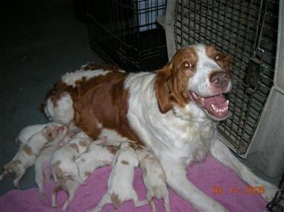 Brittany Puppies for Sale