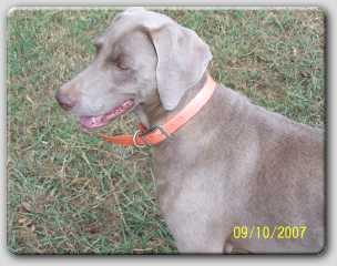Dogs for Sale in AL