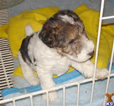 Wire Fox Terrier Puppies for Sale
