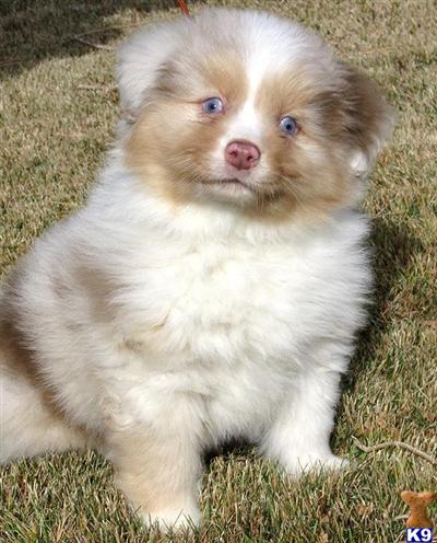 Puppies in NV
