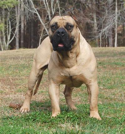 Presa Canario Puppies for Sale