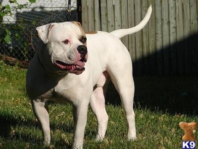 Stud Dogs - American Bulldog