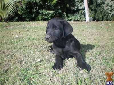 Puppies in CA