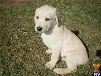 Puppies in CA