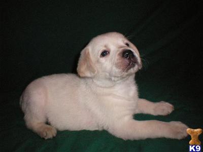 Puppies in CA
