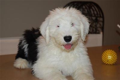 Old English Sheepdog Puppies for Sale