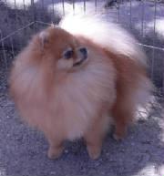 Stud Dogs - Pomeranian