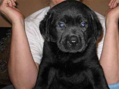 Puppies in NJ