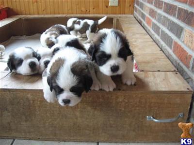Saint Bernard Puppies for Sale