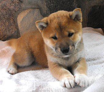 Shiba Inu Puppies for Sale