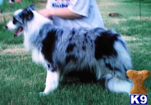 Stud Dogs in OK