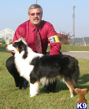 Stud Dogs - Australian Shepherd