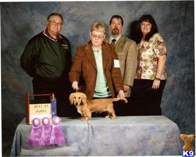 Dogs - Dachshund